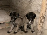 Dev Anadolu Çoban Köpeği̇ Yavrular Hazir