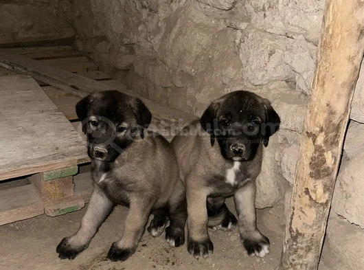 Dev Anadolu Çoban Köpeği̇ Yavrular Hazir görsel