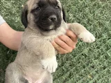 Dev Anadolu Çoban Köpeği̇ Yavrular Hazir