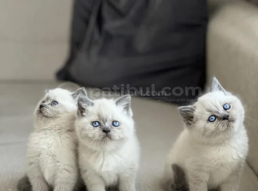 Safkan Bri̇ti̇sh Shorthai̇r Blue Poi̇nt Yavrularim görsel