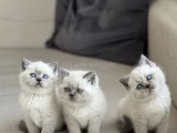 Safkan Bri̇ti̇sh Shorthai̇r Blue Poi̇nt Yavrularim