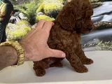 Çok Tatlı Teacup Poodle Yavru