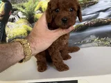 Çok Tatlı teacup poodle yavru