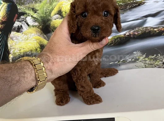 Çok Tatlı Teacup Poodle Yavru