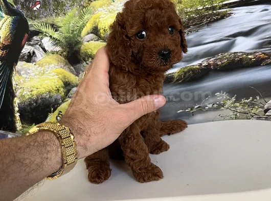 Çok Tatlı Teacup Poodle Yavru görsel