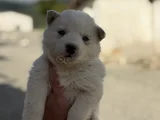 Kali̇teli̇ Husky Yavrularimiz Hazir