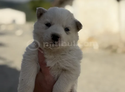 Kali̇teli̇ Husky Yavrularimiz Hazir görsel