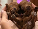 Ultra Mini Boy Microteacup Korea Poodle Yavrular