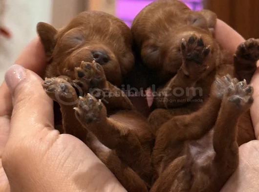 Ultra Mini Boy Microteacup Korea Poodle Yavrular görsel