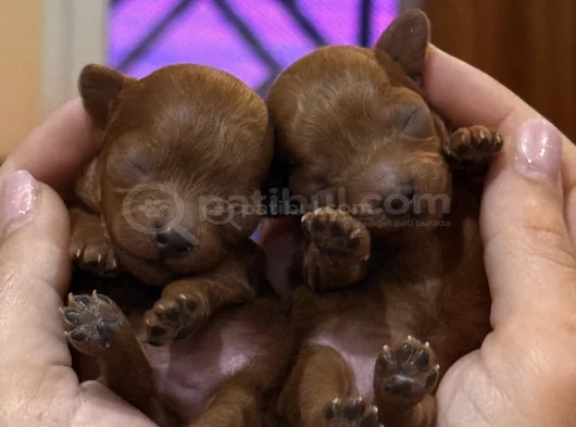 Ultra Mini Boy Microteacup Korea Poodle Yavrular görsel