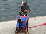 Bi̇blo Gi̇bi̇ Doberman Yavrular Mevcut