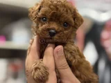 Ultra Mini Boy Microteacup Korea Poodle Yavrular