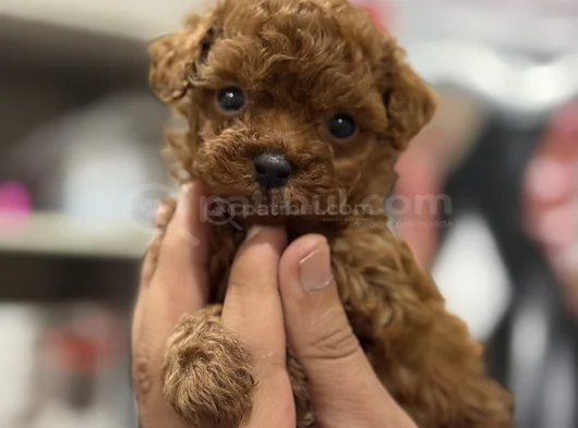 Ultra Mini Boy Microteacup Korea Poodle Yavrular görsel