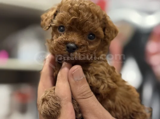 Ultra mini boy microteacup korea poodle yavrular