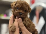 Ultra Mini Boy Microteacup Korea Poodle Yavrular