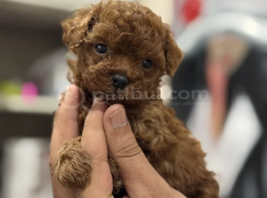 Ultra Mini Boy Microteacup Korea Poodle Yavrular görsel