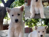 KALİTELİ HUSKY YAVRULARIMIZ HAZIR