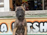 Belçi̇ka Mali̇noi̇s Kali̇teli̇ Yavrular