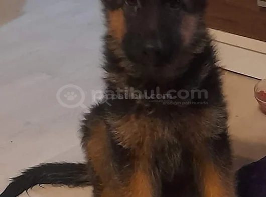 4 Aylık Alman Çoban Dişi Yavrumuz İstanbul görsel