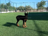 Bi̇blo Gi̇bi̇ Doberman Yavrular Mevcut