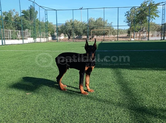 Bi̇blo Gi̇bi̇ Doberman Yavrular Mevcut görsel