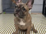 FRENCH BULLDOG YAVRULAR HAZIR