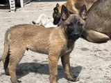 Belçi̇ka Mali̇noi̇s Kali̇teli̇ Yavrular