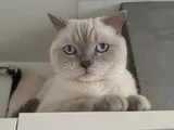 Ücretsi̇z Sahi̇plendi̇ri̇lecekti̇r