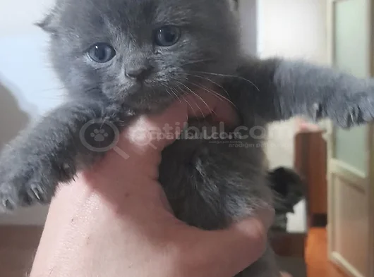 Kali̇teli̇ Scotti̇sh Fold Bebekler görsel