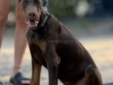 Bi̇blo Gi̇bi̇ Doberman Yavrular Mevcut