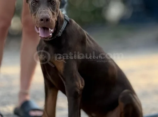 Bi̇blo Gi̇bi̇ Doberman Yavrular Mevcut görsel