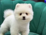 ÜST DÜZEY POMERANİAN BOO YAVRULAR