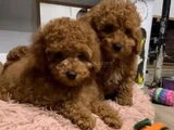 Mi̇ni̇k Güzeller Güzeli̇ Poodle Bebekleri̇m