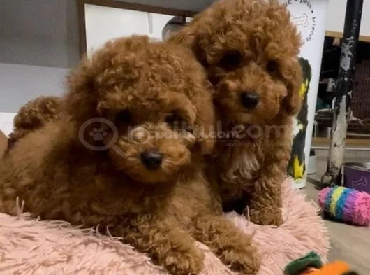 Mi̇ni̇k Güzeller Güzeli̇ Poodle Bebekleri̇m görsel