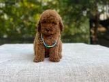 Dünya Tatlisitoy Poodle Bebekleri̇mi̇z