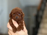 Dünya Tatlisitoy Poodle Bebekleri̇mi̇z