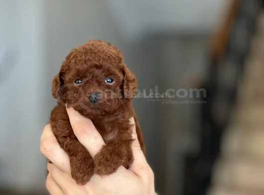 Dünya Tatlisitoy Poodle Bebekleri̇mi̇z görsel