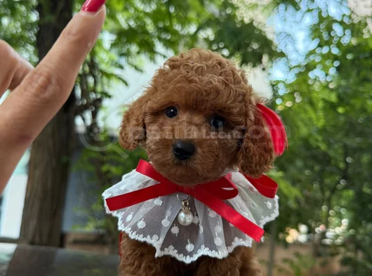 Dünya Tatlisitoy Poodle Bebekleri̇mi̇z