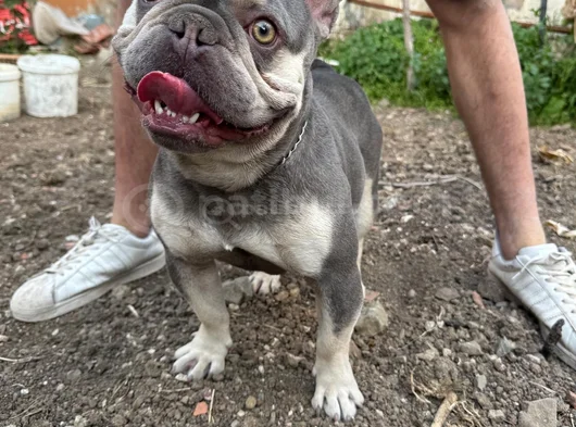 French Bulldog Yavrular Hazir görsel
