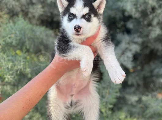 Kali̇teli̇ Husky Yavrularimiz Hazir görsel