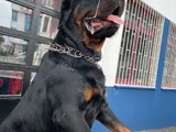 Koca Kafali Rottwei̇ler Yavrular