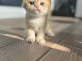 British Short Hair Golden