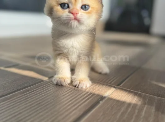 British Short Hair Golden görsel