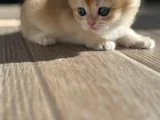 British Short Hair Golden