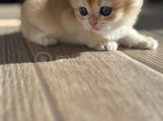 British Short Hair Golden görsel
