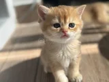 British Short Hair Golden