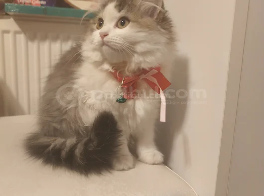 Sahiplendirme görsel