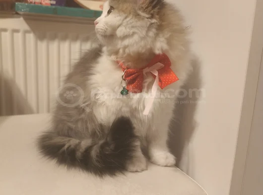 Sahiplendirme görsel