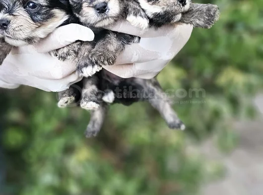 Irk Ve Sağlik Garanti̇  Teacup Morki̇e Yavrulaimiz görsel
