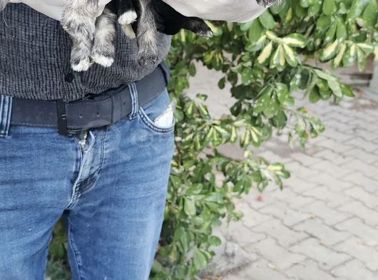 Irk Ve Sağlik Garanti̇  Teacup Morki̇e Yavrulaimiz görsel